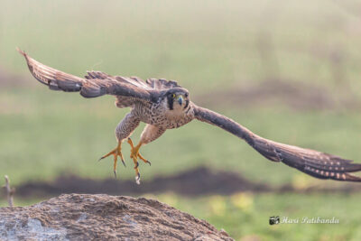 Note the long, thin toes of the peregrine falcon.