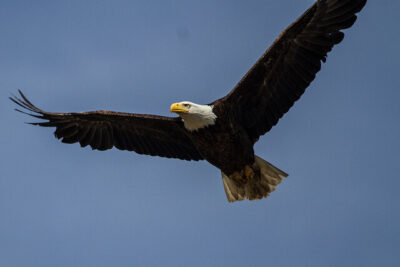 Soaring wing of a bald eagle 