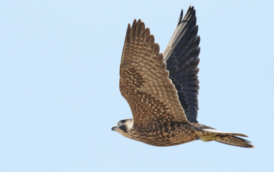 True falcons have long, pointed wings and narrow tails.