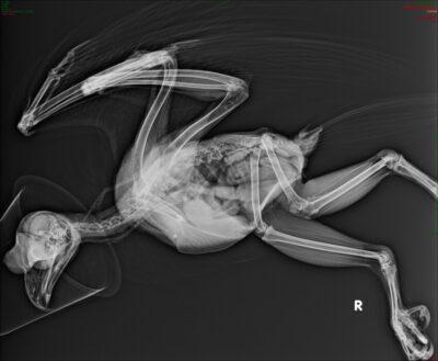 Ossification of tendons. The Raptor Center. 