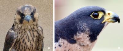 Cere color in an (A) young peregrine falcon (B) adult 