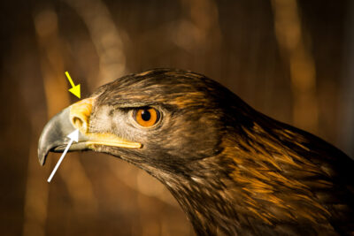 Cere (yellow arrow) operculum (white arrow)