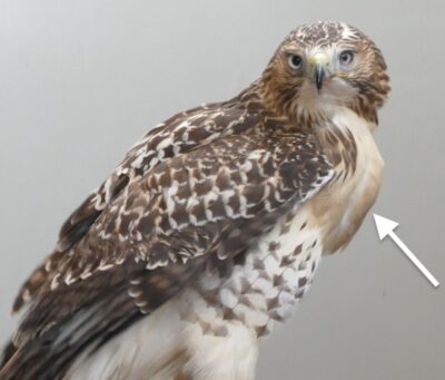 Full crop or ingluvies. The Raptor Center