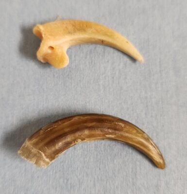 Talon sheath and bone. The Raptor Center, UMN