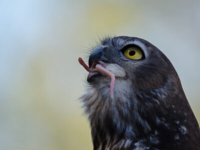 Barking owl munching on a mouse