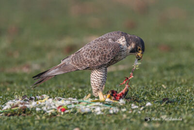 Peregrine falcon consuming a parrot. 