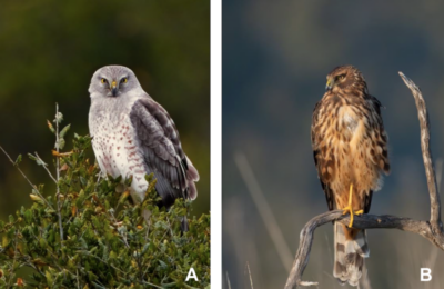 (A) Male harrier (B) female 