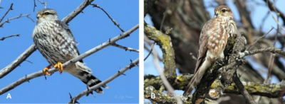(A) Male merlin (B) female 