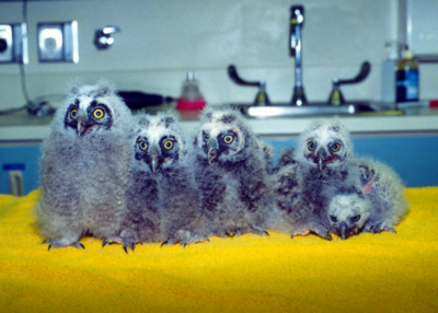 Asynchronous hatch. The Raptor Center, UMN