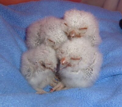 Semi-altricial chicks. The Raptor Center