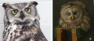 Nictitating membrane in (A) great horned owl (B) barred owl. The Raptor Center. 