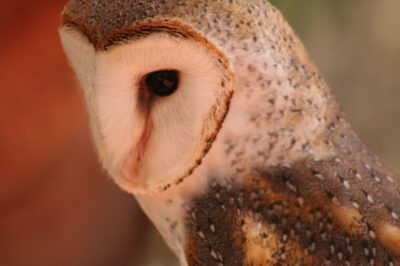 Facial disk of a barn owl