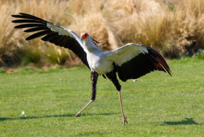 Secretary bird