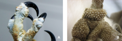 Spicule-like papillae on the plantar surface of an osprey foot
