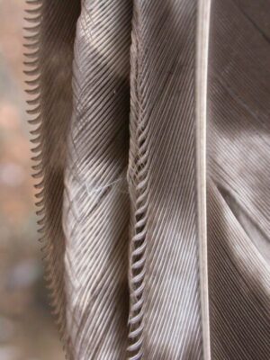 Closeup of an owl flight feather