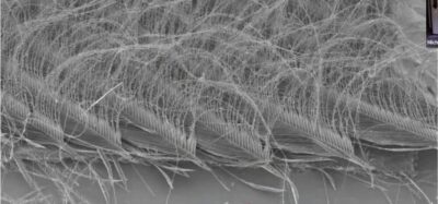 Electron microscopy of a barn owl flight feather. The Raptor Center
