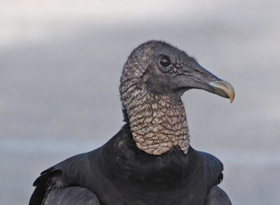 The heads of vultures and condors are bald. 