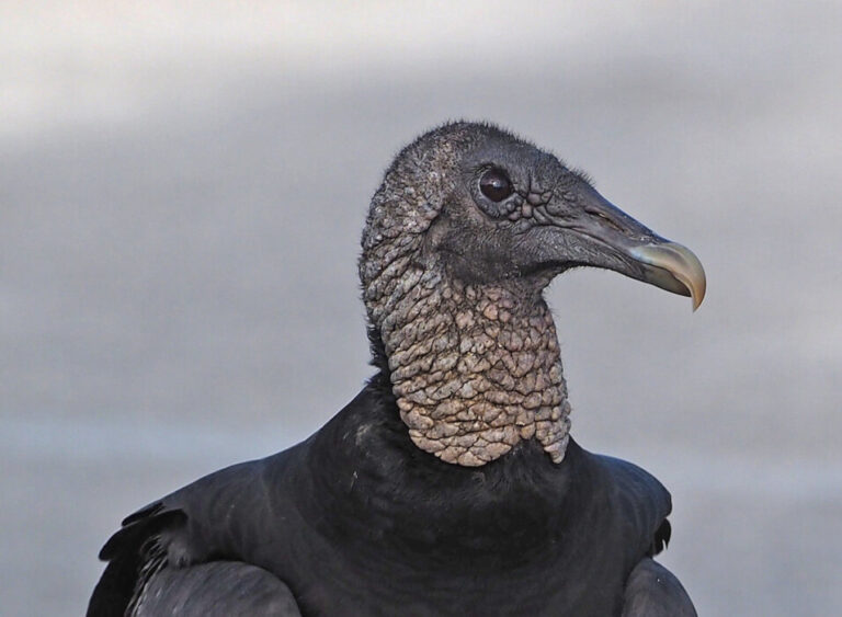 Raptor Anatomy Fundamentals - LafeberVet