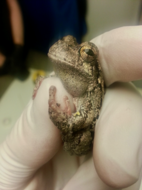 Amphibian Handling and Restraint LafeberVet