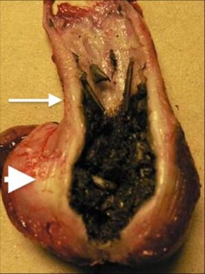 Sac-like stomach of a great horned owl. Dr. Julia Ponder