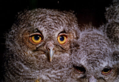 Screech owlets