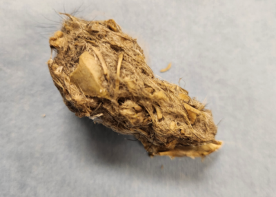 Owl pellet. Lori Arent, The Raptor Center