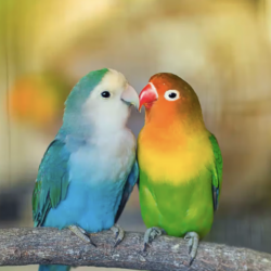 lovebirds Kara Burns
