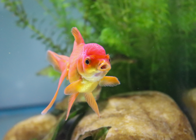 Goldfish in tank, Hesselink/Pexels