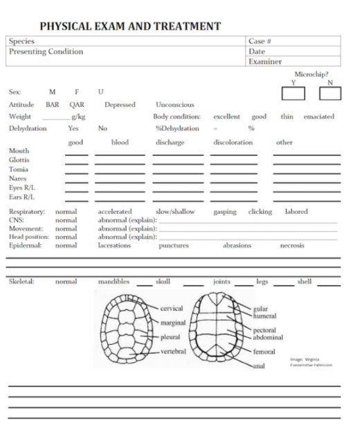 Turtle Physical Exam and Treatment Form - LafeberVet
