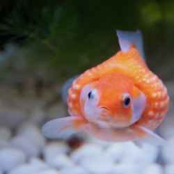 goldfish Zengame cropped square