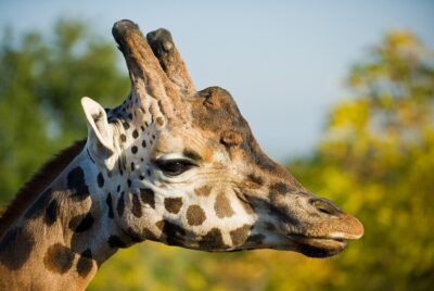 Adult male giraffes generally possess thicker ossicones and the top of the horn tends to become bald. Giraffes also possess a central osseous protuberance, which is more prominent in males. Photo: Stefan Kraus/Wikimedia Commons. 