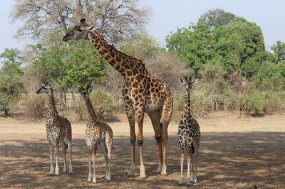 Thornicroft’s giraffe (<em>Giraffa camelopardalis thornicrofti</em>) is a geographically isolated subspecies or species found only in northeast Zambia. Photo: Manuel Schwarz/Wikimedia Commons. 