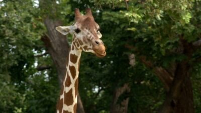 World Giraffe Day celebrates the world's tallest animal on the longest day of the year. Photo: Donnie Ray Jones/Flickr Creative Commons