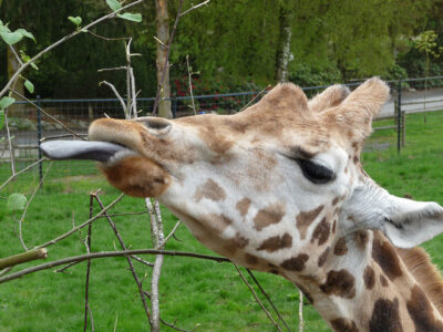 Browse should be offered to giraffes in captivity on a daily basis. Photo: Rude Dani-Rae Law/Flickr Creative Commons