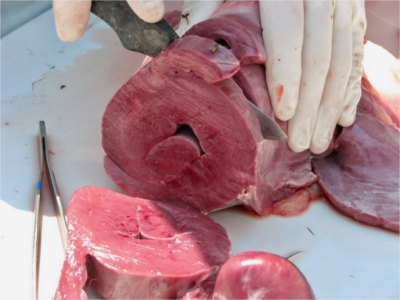 Concentric hypertrophy of the left ventricle in a normal adult giraffe. Photo: Dr. Mads Bertelsen