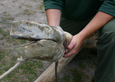 Hoof disease and abnormal conformation in a giraffe. Photo: Dr. Mads Bertelsen