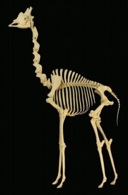 All members of class Mammalia possesses seven cervical vertebrae. Photo: Sklmsta/Wikimedia Commons. 