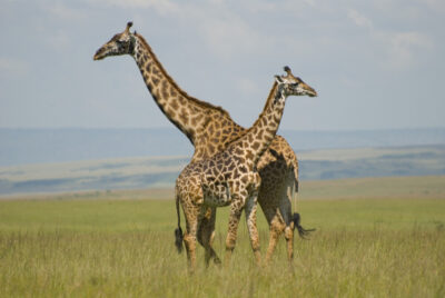 Giraffes (<em>Giraffa camelopardalis reticulata</em>) in Maasai Mara National Reserve, Kenya. Photo: Paul Mannix/Flickr Creative Commons
