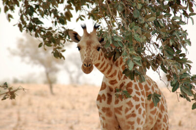 The West African giraffe (<em>Giraffa camelopardalis peralta</em>) is now restricted to Niger. Photo: Roland H/Wikimedia Commons