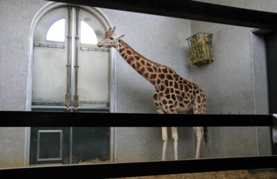 Indoor giraffe stall at the London Zoo. Photo: Karen Roe/Flickr Creative Commons