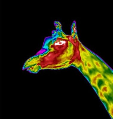 Thermography is a valuable tool in giraffes (<em>Giraffa</em> spp.)