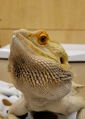 beardie swallowing air Erica Mede
