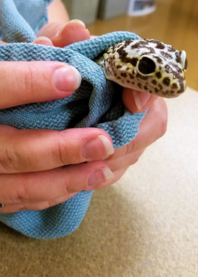 gecko restrained in blue towel cropped vertical Mede