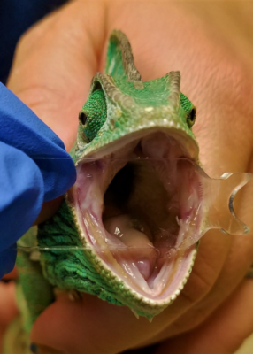veiled chameleon mouth speculum Erica Mede
