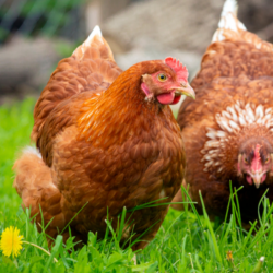 hens Andrey Kanyshev Getty Images
