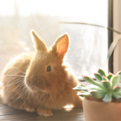 rabbit on windowsill cropped square