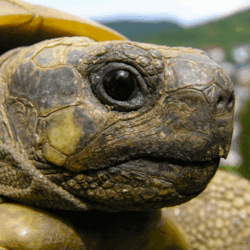 Testudo hermanni boettgeri by Dominik Muller Wikimedia Commons