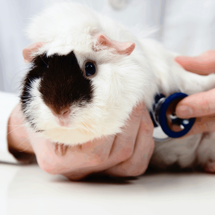 A Refresher on Guinea Pig Medicine - LafeberVet - Guinea Pig Regenerative Medicine