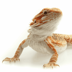 Bearded Dragon Lipowski