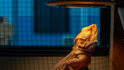 Sunburned! An Evidence-Based Update on UVB Lighting for Captive Exotic Species